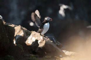 Puffins are one of the greatest attractions to see in North Iceland.