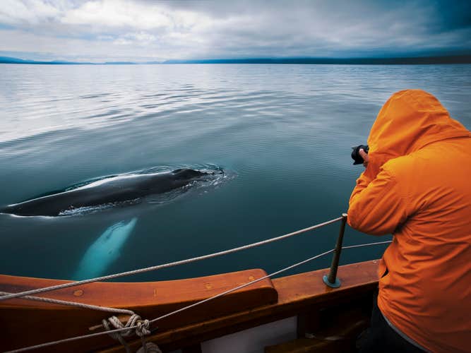 Naturfotografen kommen bei Whale-Watching-Touren ab Husavík voll auf ihre Kosten.
