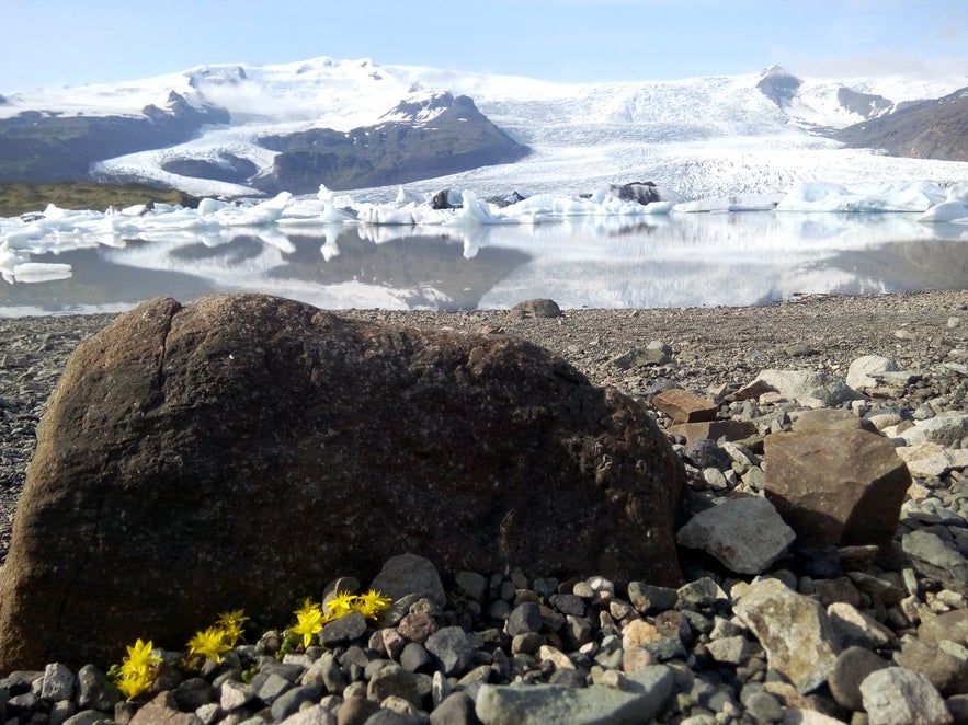 fleur et Jokulsarlon