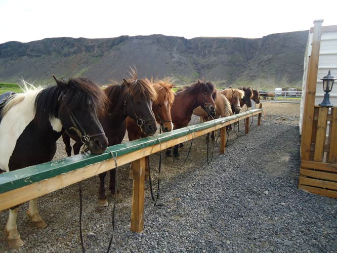 Votre guide vous confie un cheval en fonction de votre tempérament et votre niveau