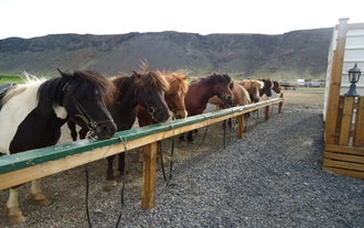 A herd of Icelandic horses lined up ready for a tour.