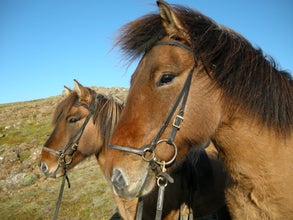 Two Icelandic horses, known for their friendly nature.
