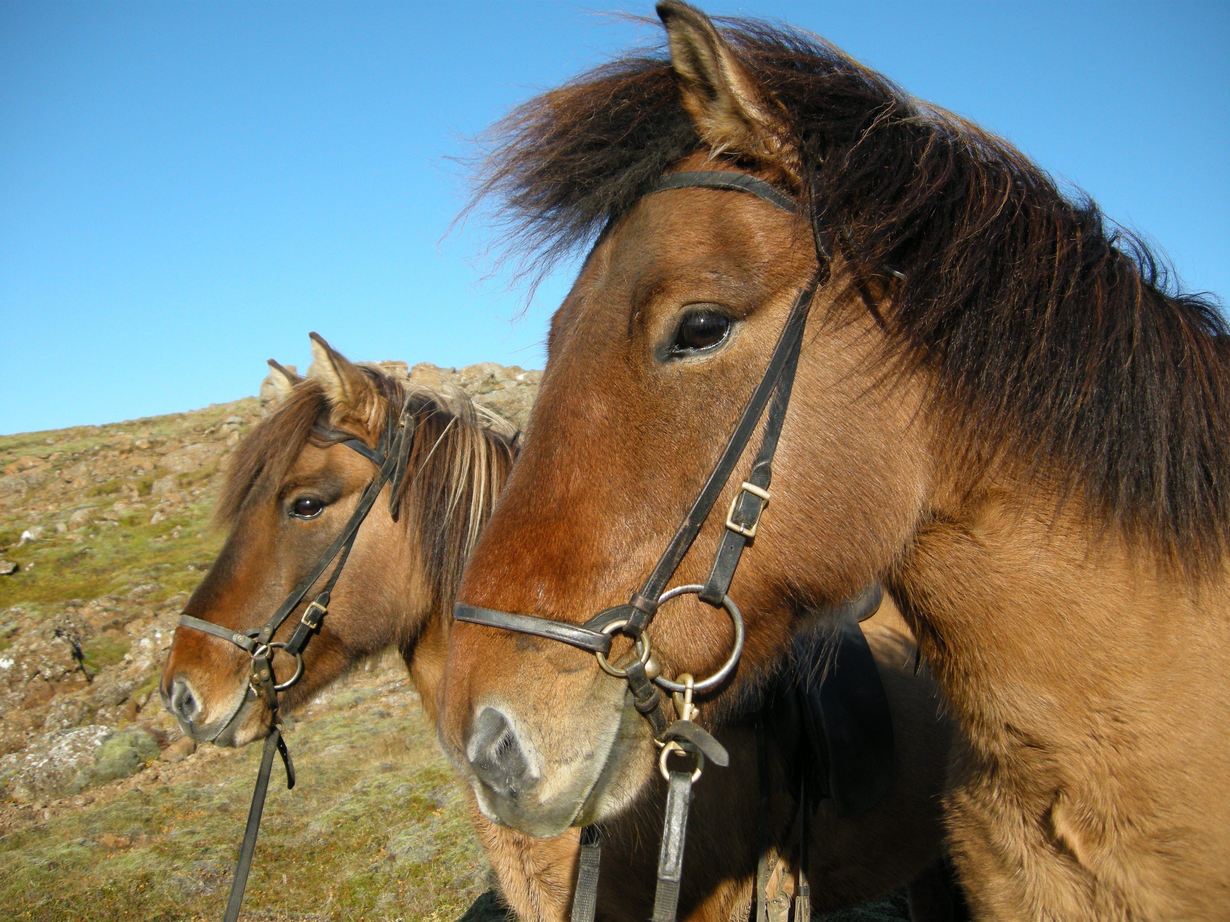 Two Icelandic horses, known for their friendly nature.