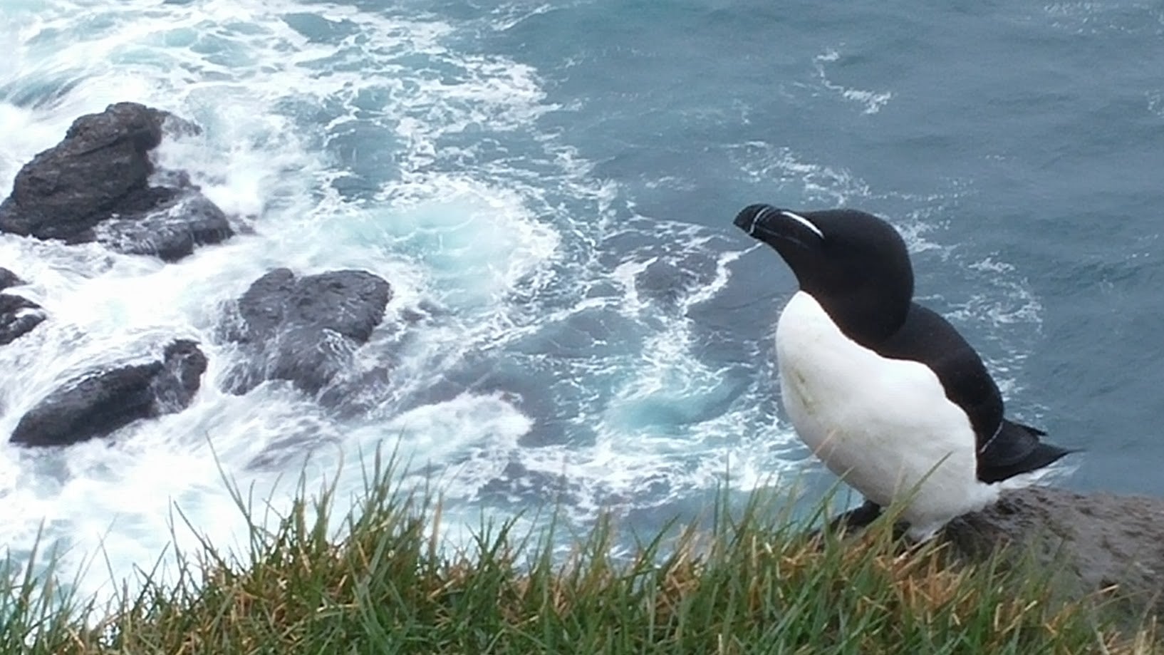 Puffins are not the only birds that nest in the Westfjords.