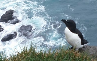Puffins are not the only birds that nest in the Westfjords.
