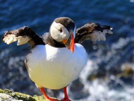 I pulcinella di mare sono uno spettacolo comune nei Fiordi occidentali durante l'estate, in particolare intorno alle scogliere di Latrabjarg