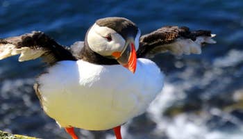 2 Day Summer Break in Iceland’s Westfjords with Flights from Reykjavik