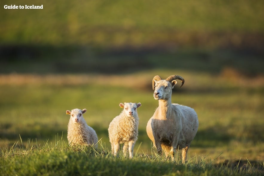 Ne soyez pas étonné de voir des moutons en vous réveillant en camping