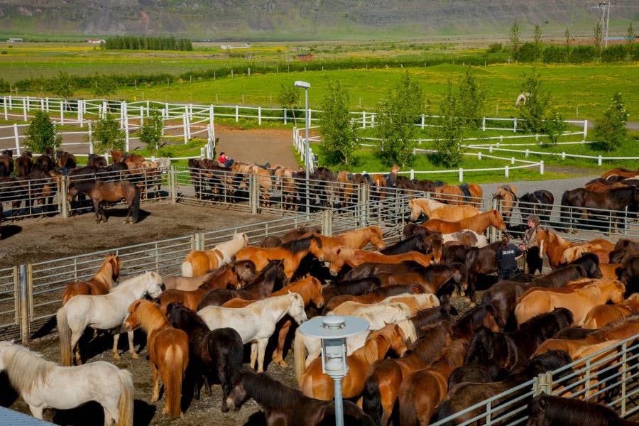 Icelandic Horseback Riding & Heritage Tour with Optional Pickup from ...