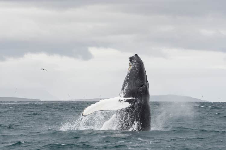 A humpback breaching, revealing the largest pectoral fins in the animal kingdom.