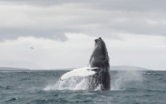 A humpback breaching, revealing the largest pectoral fins in the animal kingdom.