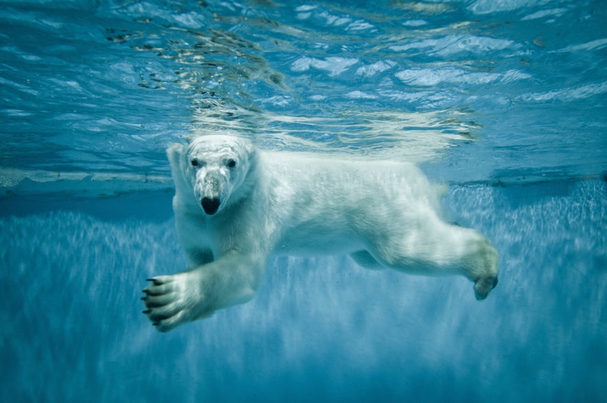 Polar bear swimming to Iceland