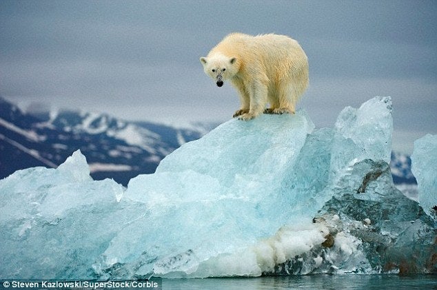 Icelandic polar bear in Jökulsárlón glacier lagoon