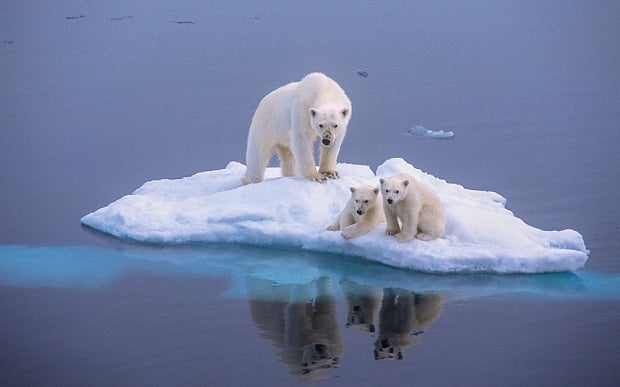 Polar bears in Iceland's Jökulsárlón glacier lagoon