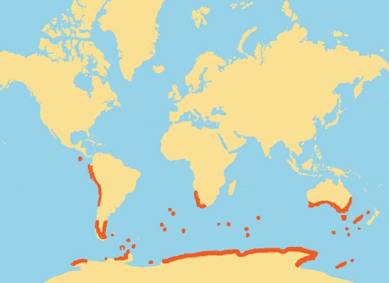 This is where penguins live in the world