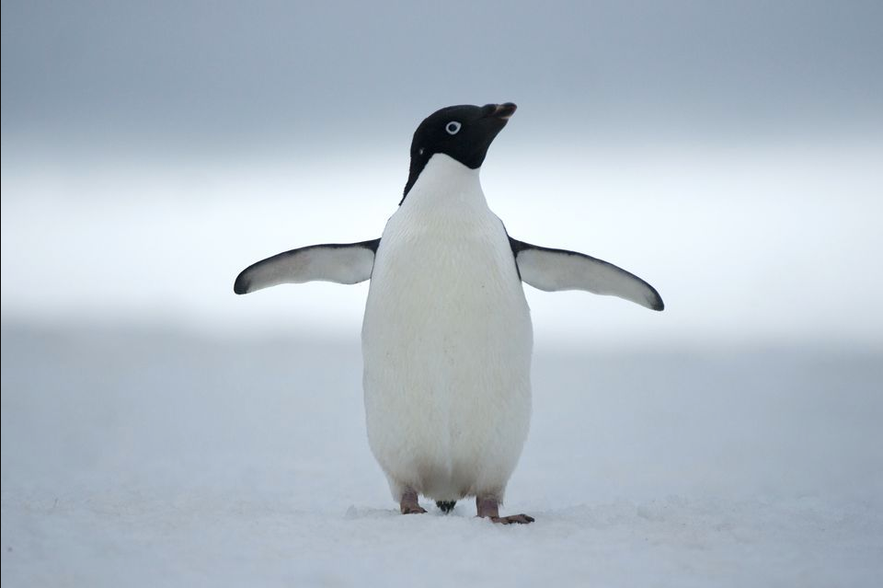 Cute penguin, not in Iceland