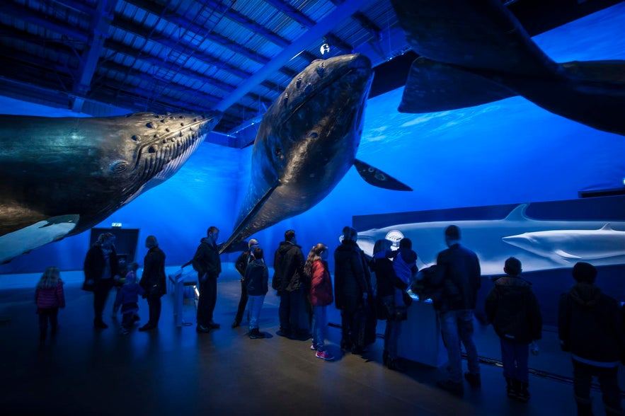 Le Whales of Iceland musée est accessible à tout âge