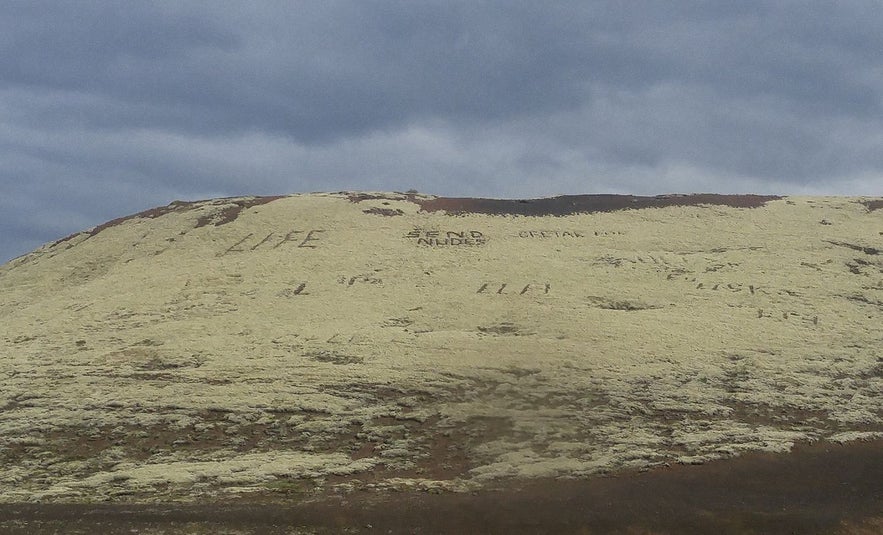 Damaged moss in Iceland takes years to recover.