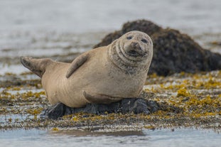 A seal rests on a rock on a beach on the Snaefellsnes peninsula.