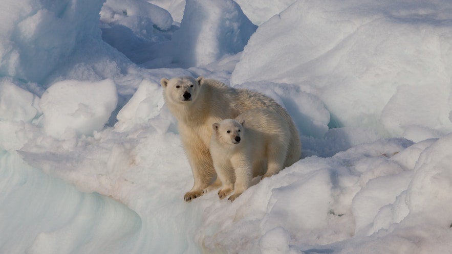 There are no polar bears in Iceland.