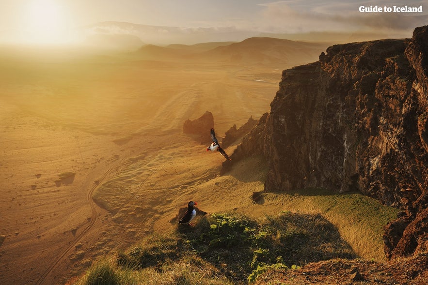 Macareux au-dessus des falaises en Islande