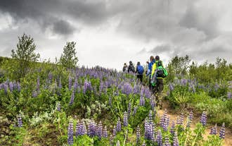 Hikers walk the Laugavegur trail in the Icelandic Highlands with purple and green plants on either side and a cloudy sky above.