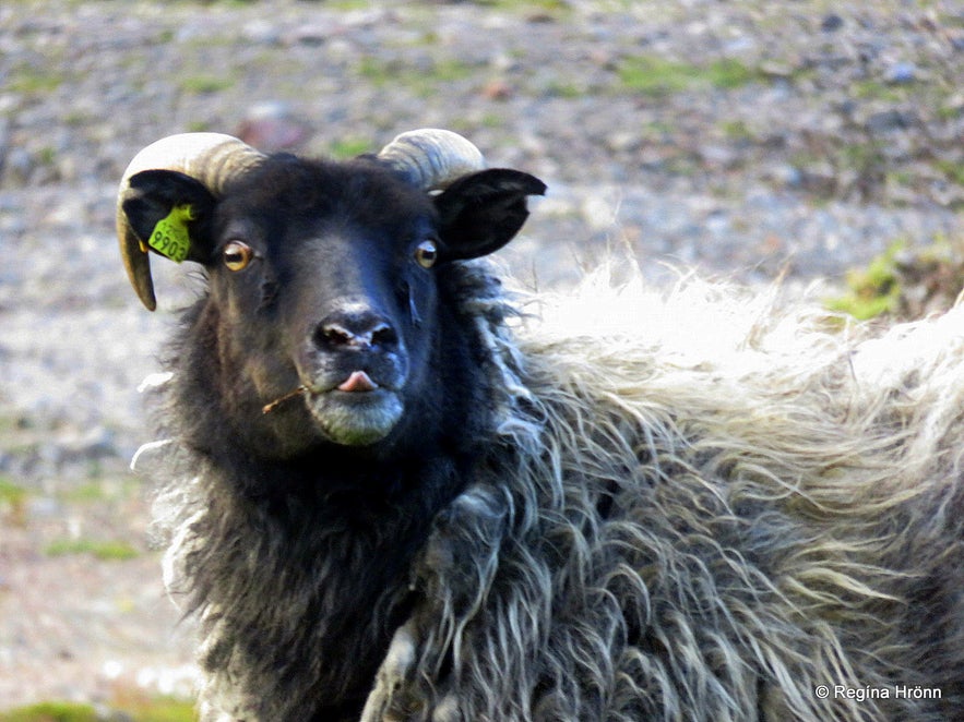 A leader-ewe by Drangajökull glacier