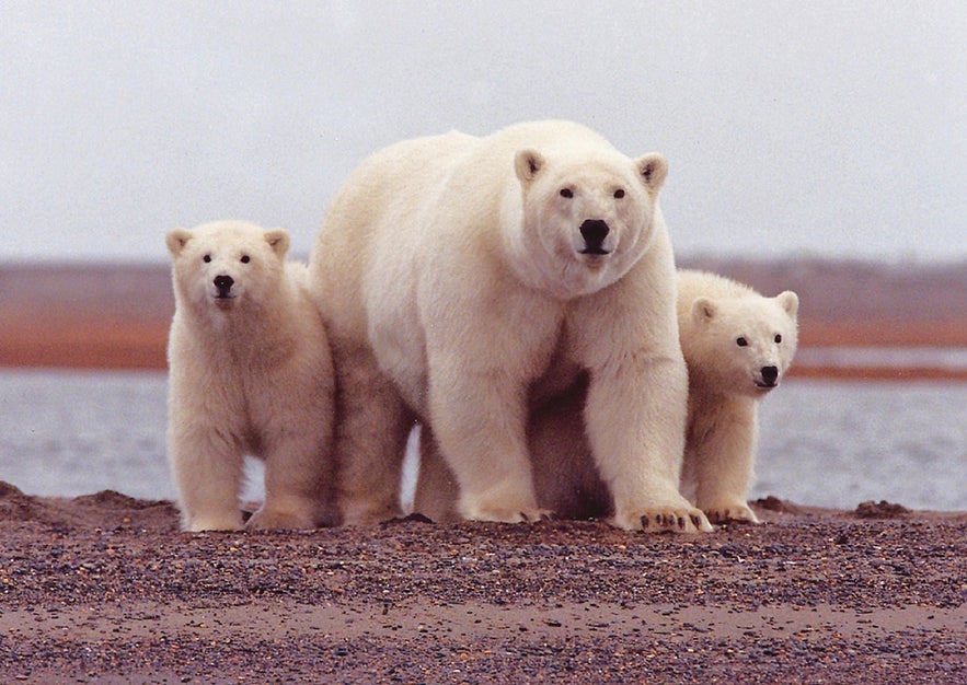 Polar bears such as this are not being wiped out fast enough under global warming. There are many still in Greenland's waters, so remember to always leave your lights on and your car running.