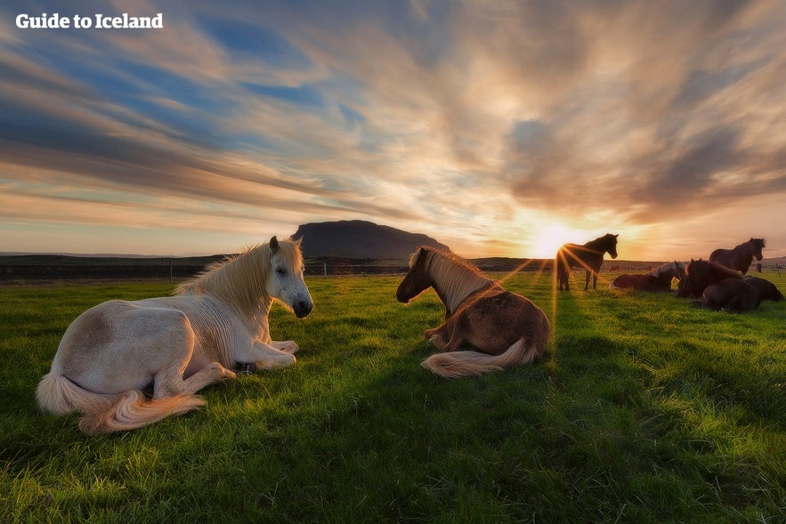 cheval islandais sous le soleil de minuit