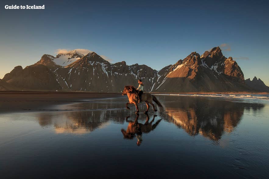 Rider on an Icelandic horse galloping across a black sand beach with mountains reflected in shallow water