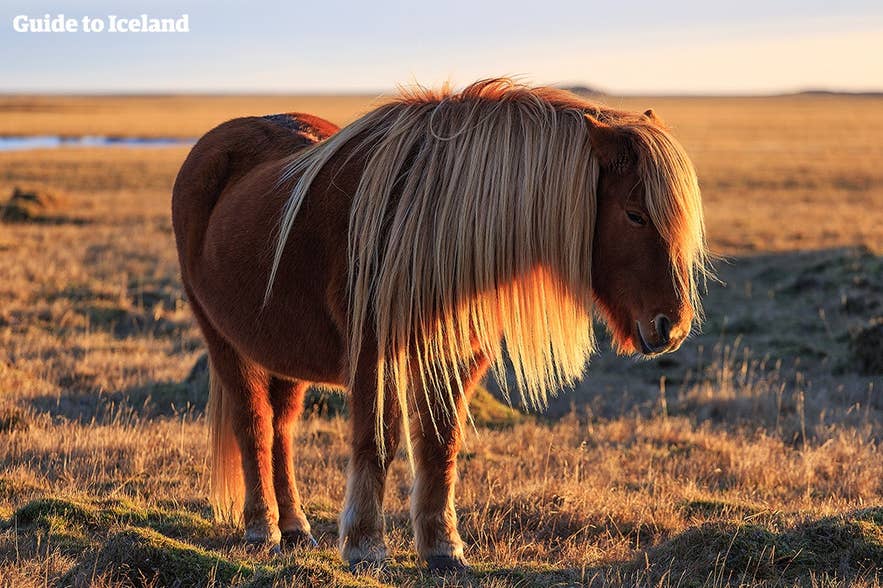 An Icelandic horse standing in a grassy field at sunset