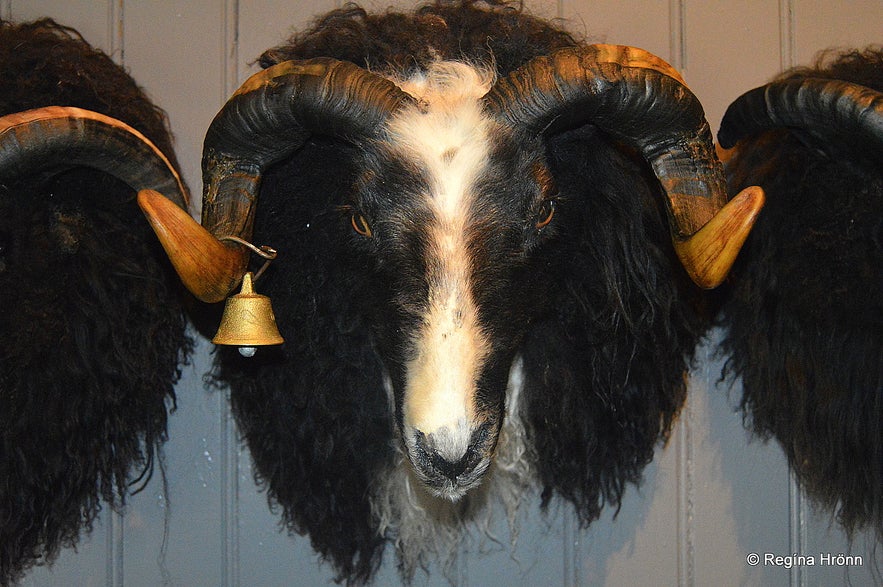 The Study Centre on Leader-sheep in North-East Iceland - the Unique Breed of Icelandic Sheep