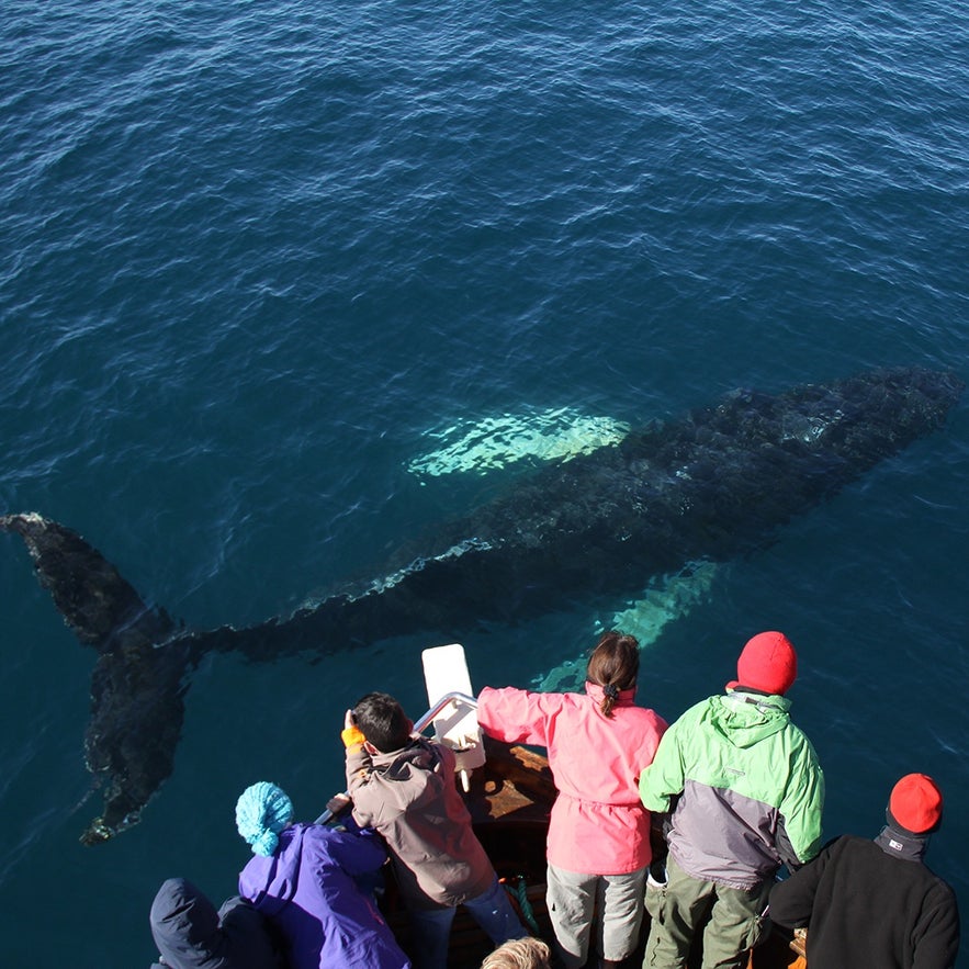 Húsavík, in north Iceland, is known as 'Europe's Whale Watching Capital.'