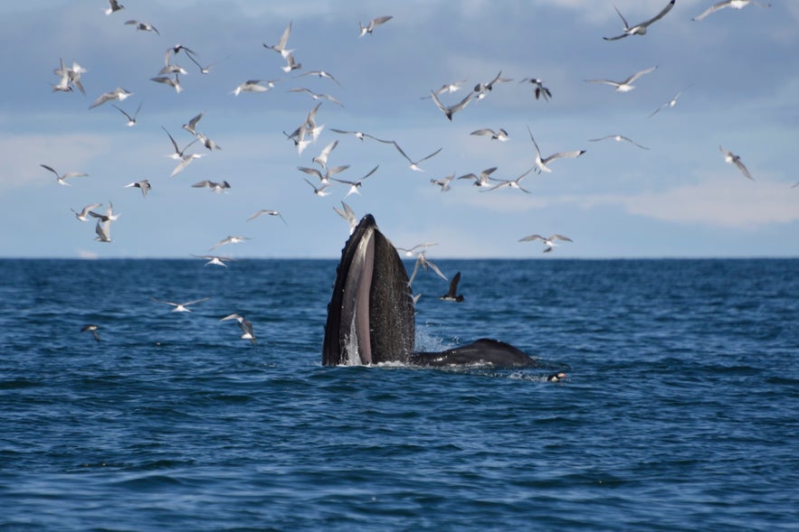 Avistamiento de ballenas en Akureyri