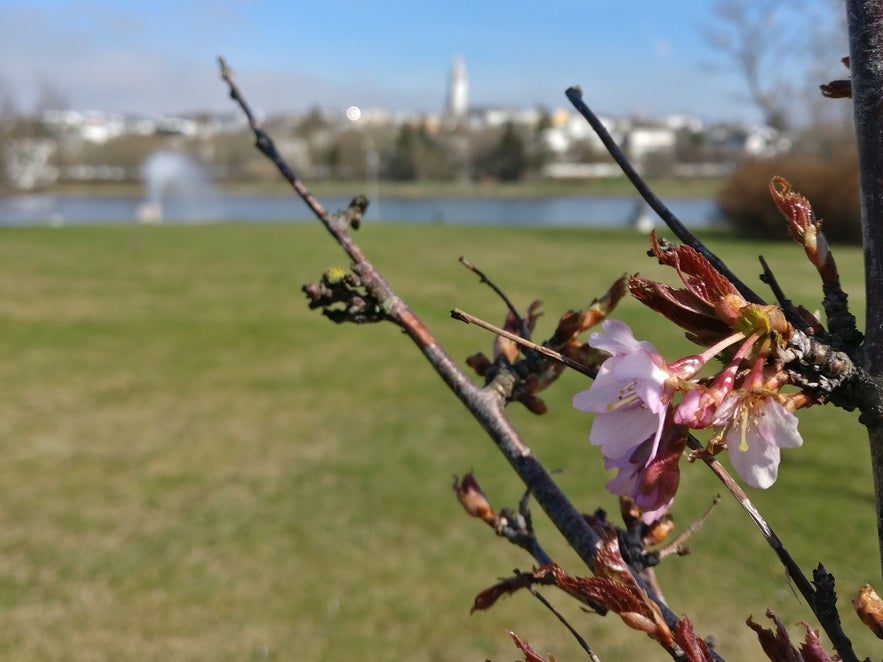 桜咲くチョルトニン湖 | Guide to Iceland