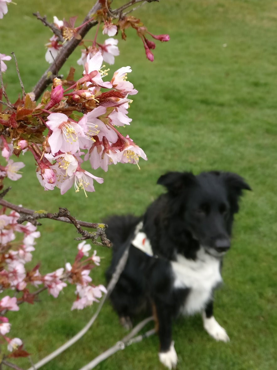 Sakura