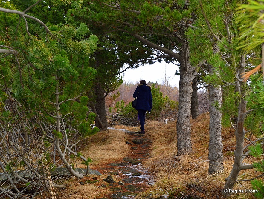 Regína Hiking in the woods by the Secret Cabin of Thor