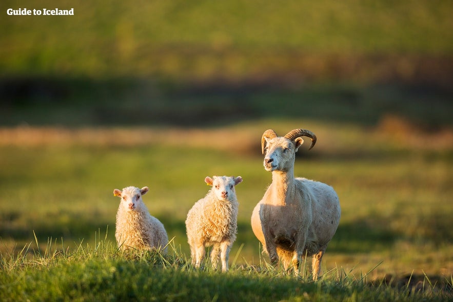 Ein Mutterschaf und seine Lämmer, die im Sommer frei herumstreifen