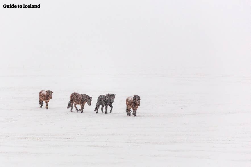 冬の雪原にいるアイスランド馬。人里離れた田舎の野生動物・動物の一例。
