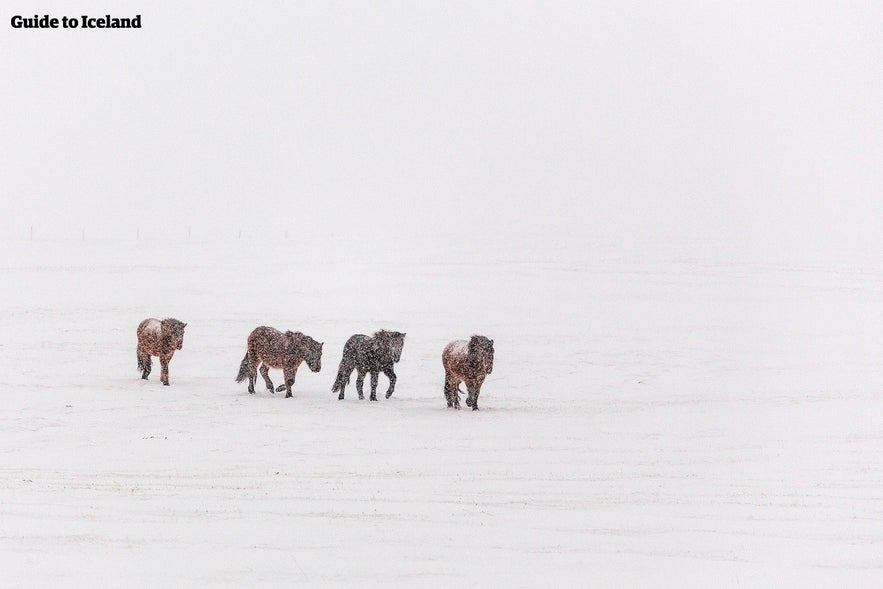 Icelandic horses are not particularly concerned by Iceland's winter weather.