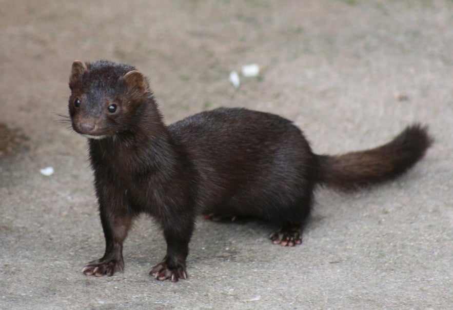 American mink in Icelandic nature, part of wildlife and animals in Iceland found along rivers and coasts.