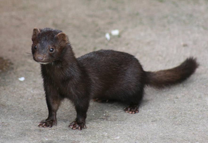 American mink in Icelandic nature, part of wildlife and animals in Iceland found along rivers and coasts.