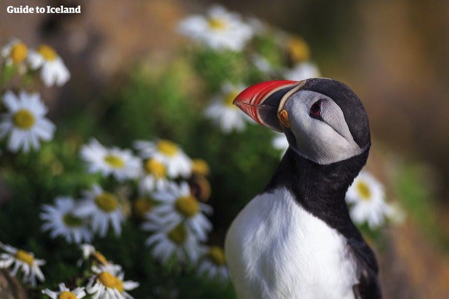 Papageientaucher zählen zu den berühmtesten Tieren Islands.