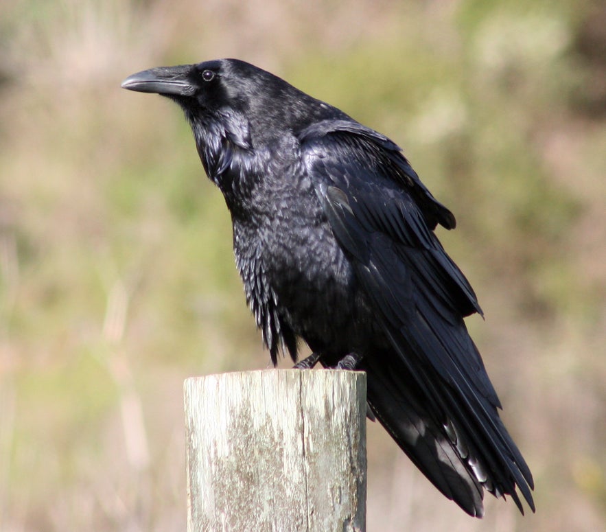 カラスはアイスランドでは特別な存在。写真 Wikimedia, Creative Commons, photo credit: David Hofmann