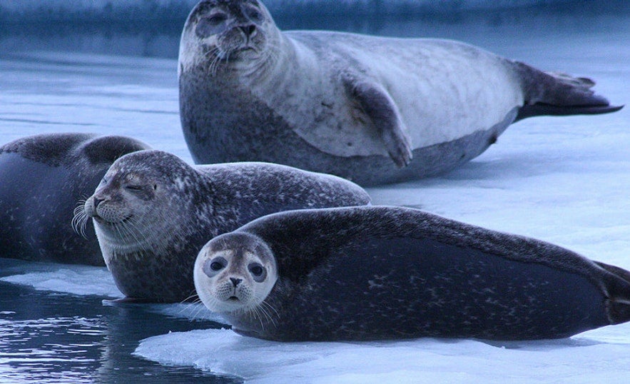 ヨークルスアゥルロゥン氷河湖のアザラシ。写真: Stephen AU