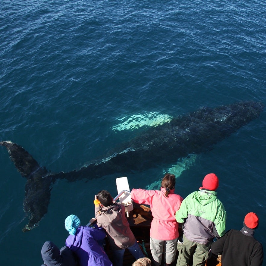 A humpback in Húsavík.