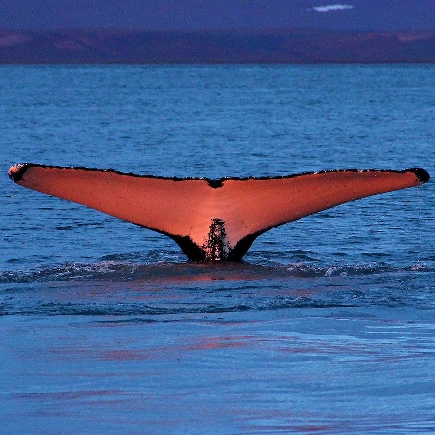 Humpback whales tend to be the most photogenic, with their dramatic behaviour.