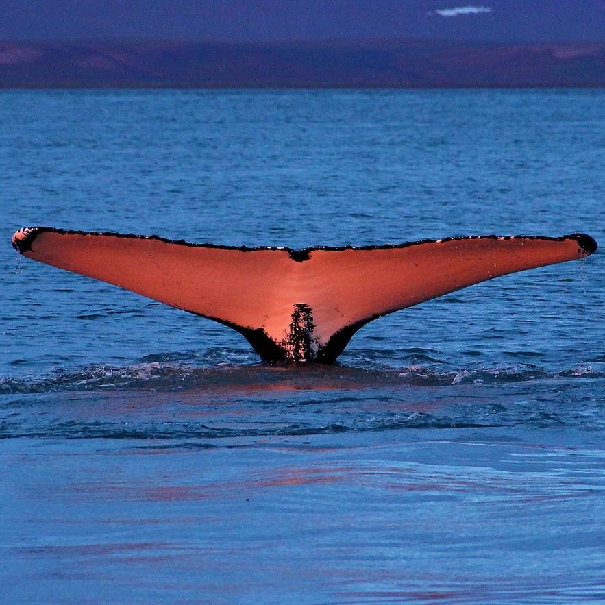 Un petit rorqual lève sa queue au-dessus des eaux calmes d’Islande, teintées de rose à la lumière du soir.