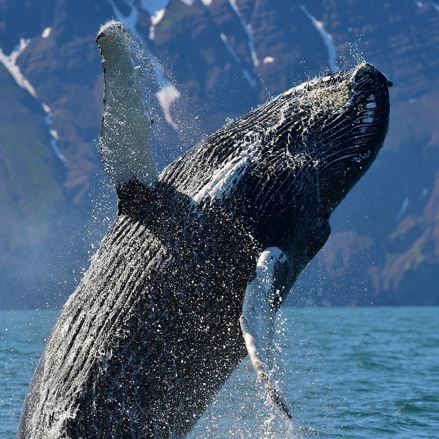 A humpback whale breaches near Iceland&rsquo;s rugged coastline, sending spray into the air.