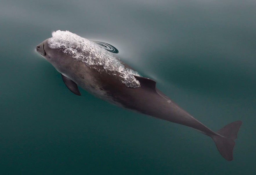 A harbour porpoise.